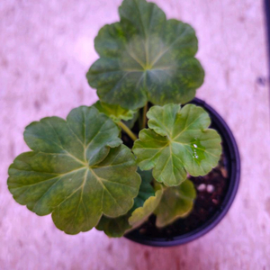 엘몽쁘띠베베 제라늄