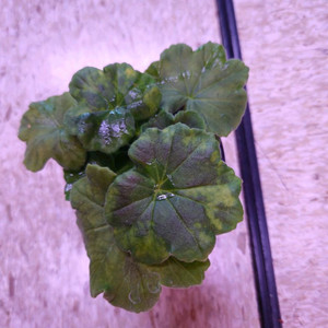 봄미앤미 제라늄