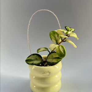 호야 마틸드 바리에가타 + 버리더티 초미니