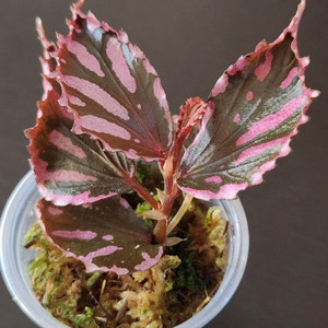 핑크나비))베고니아 줄라우보찌