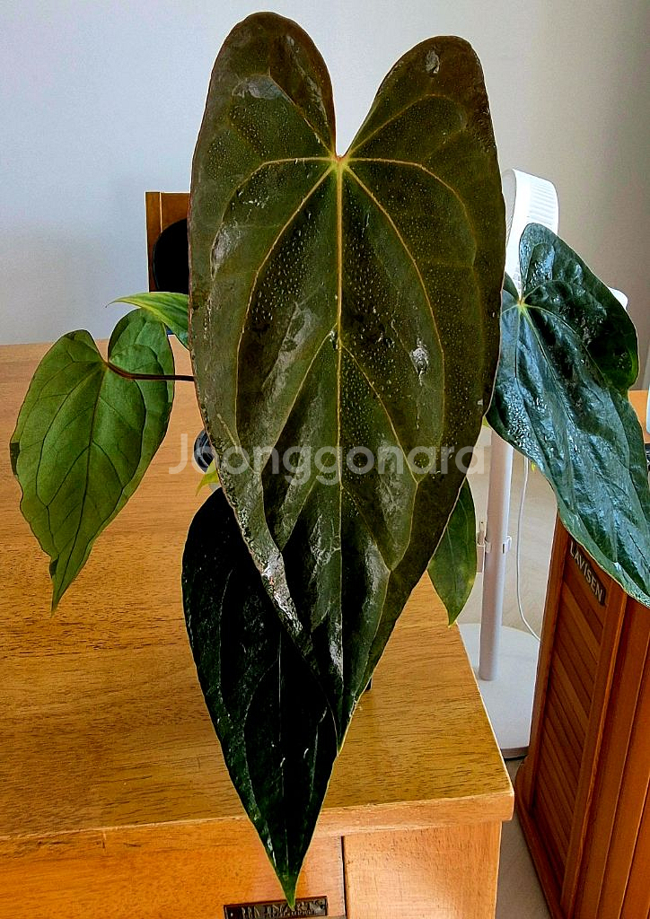 (가격내림)안스리움 RVDPx칼라블랙키드레스러리--0