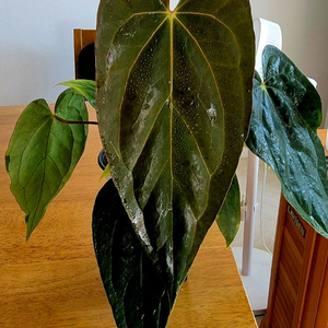 (가격내림)안스리움 RVDPx칼라블랙키드레스러리