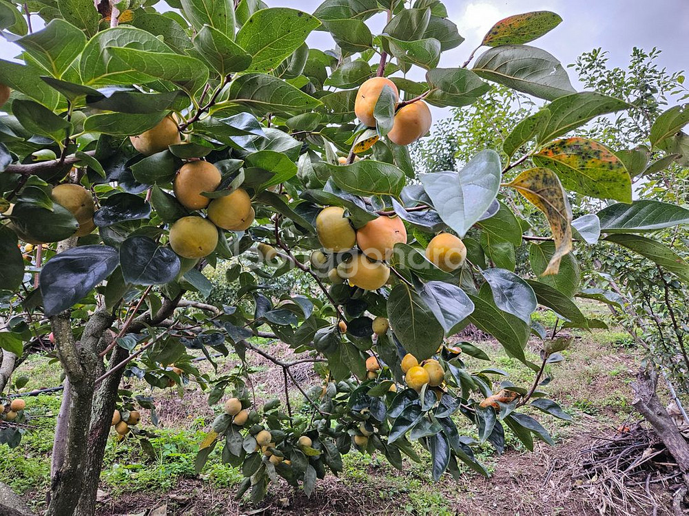 함안 아삭 맛있는 단감--2