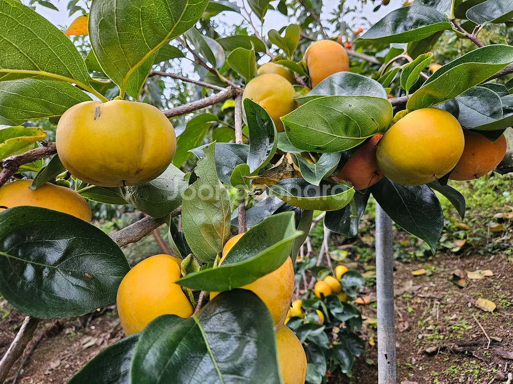 함안 아삭 맛있는 단감--1