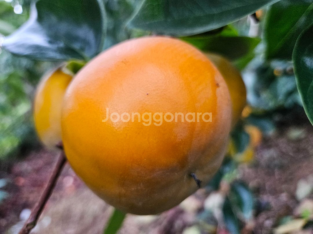 함안 아삭 맛있는 단감--0