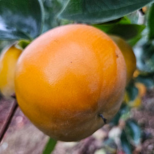 함안 아삭 맛있는 단감