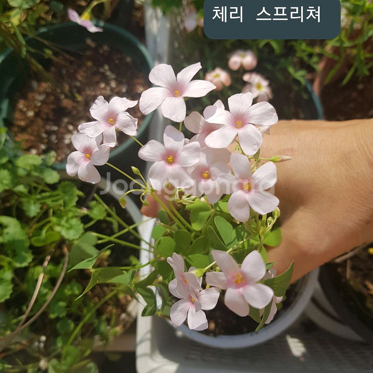 사랑초 체리스프리쳐--0