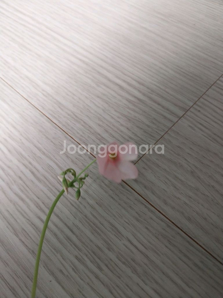 사랑초 체리스프리쳐--1