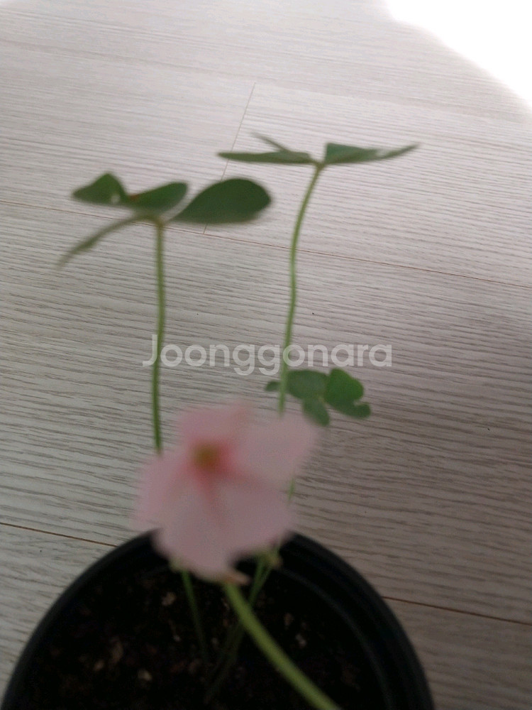 사랑초 체리스프리쳐--2