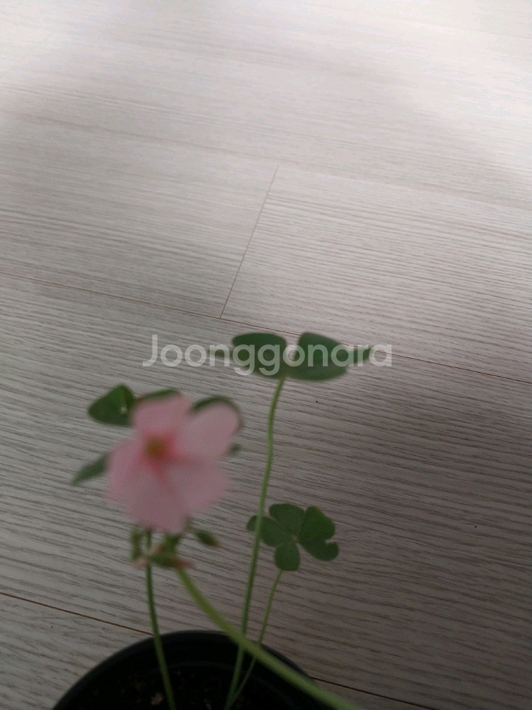 사랑초 체리스프리쳐--3