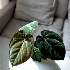 안스리움 칼라x드레스러리 스콧택포함