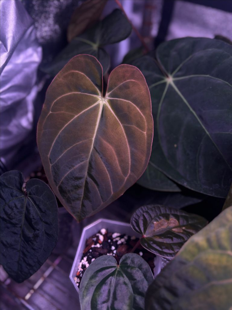 안스리움 칼라x드레스러리 스콧택포함--1