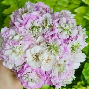 제라늄 비바캐롤라이나