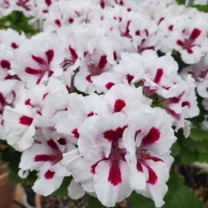 제라늄 노비타클래식화이트스타