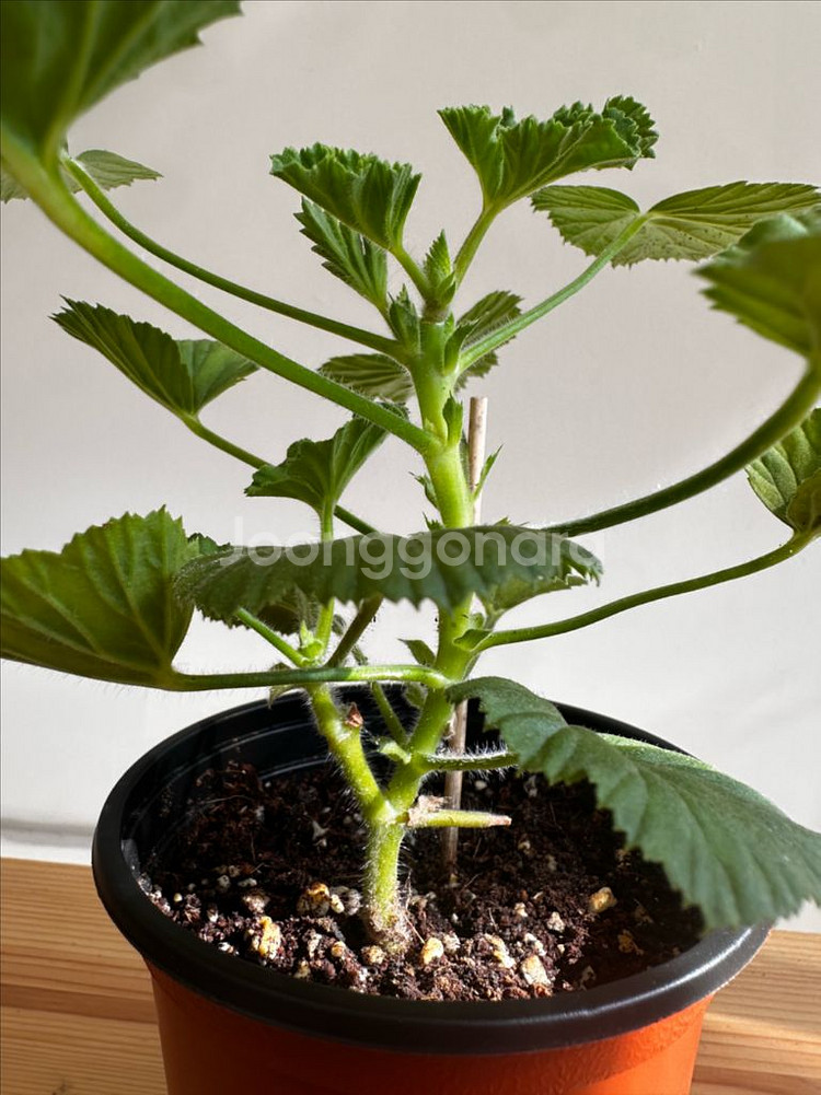 제라늄 노비타클래식화이트스타--2