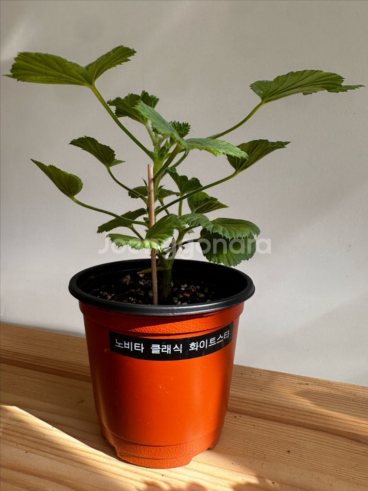 제라늄 노비타클래식화이트스타--1