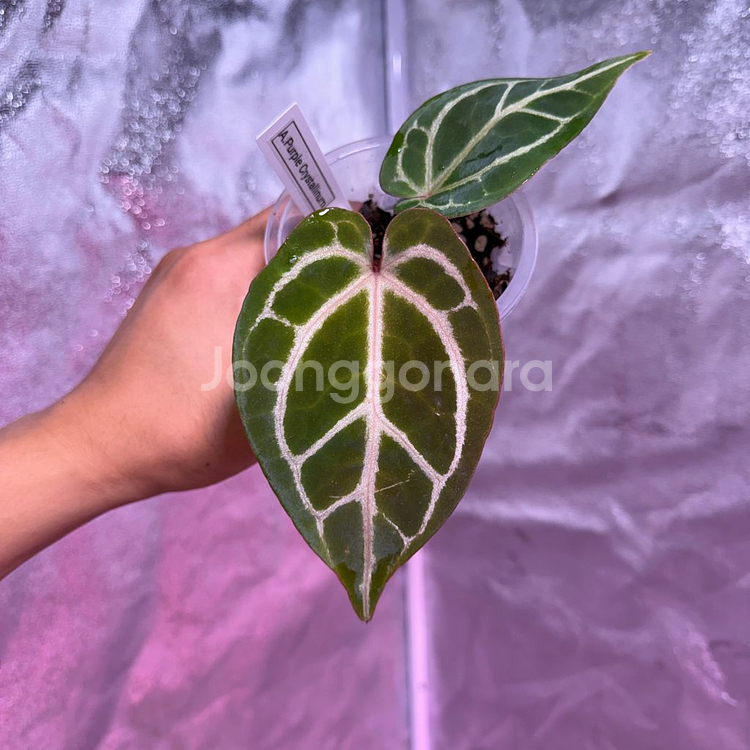 퍼플크리스탈리넘--0