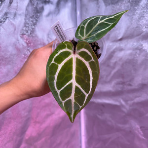 퍼플크리스탈리넘