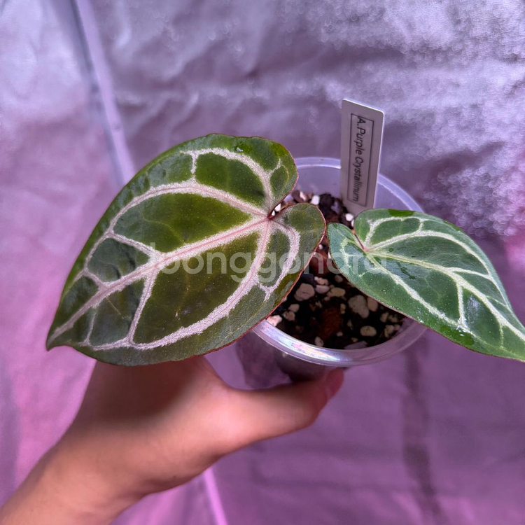 퍼플크리스탈리넘--2