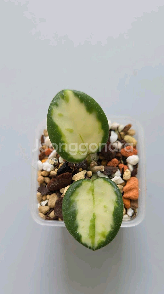 호야 마틸다 바리에가타--0