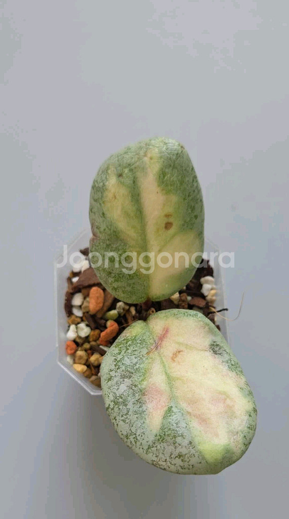 호야 아르젠티아 프린세스--0