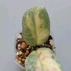 호야 아르젠티아 프린세스