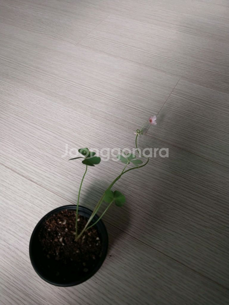 사랑초 체리스프리쳐--4