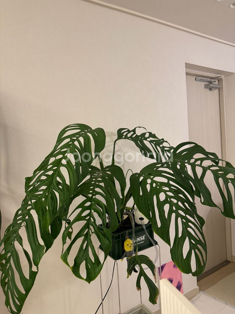 몬스테라 에스쿠엘레토 대품 탑--0