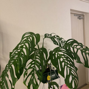 몬스테라 에스쿠엘레토 대품 탑