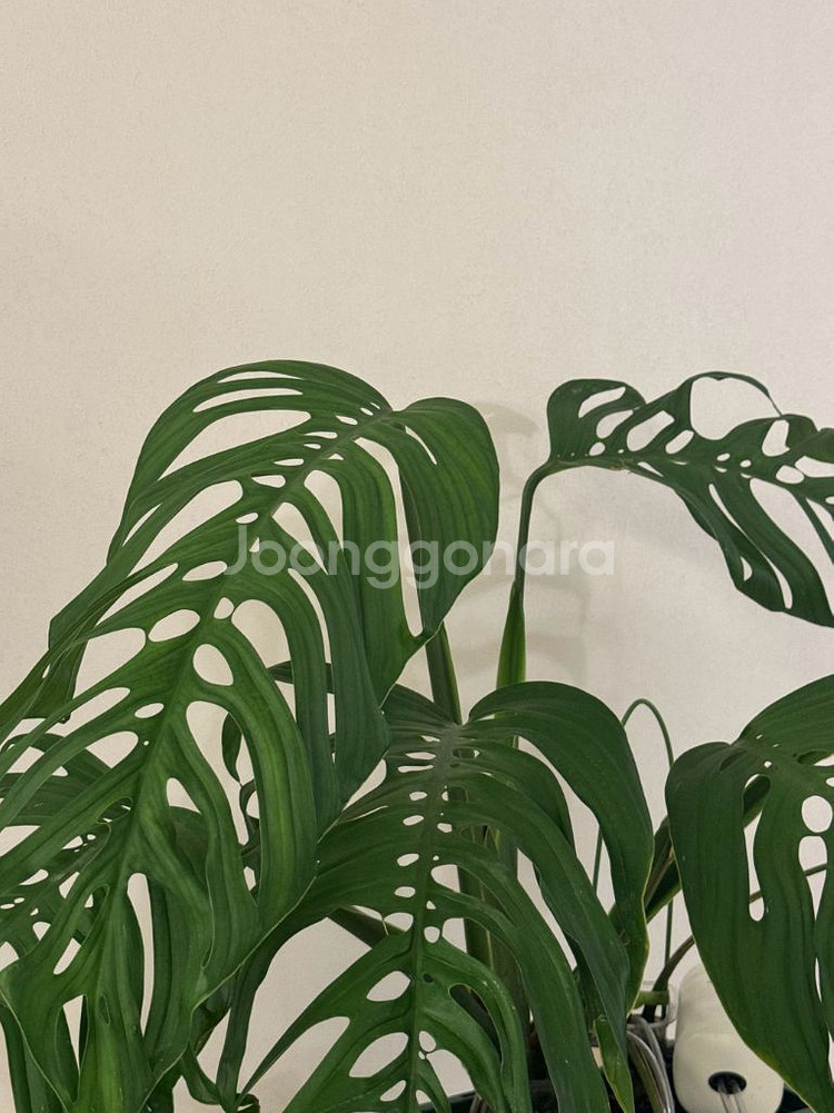 몬스테라 에스쿠엘레토 대품 탑--1