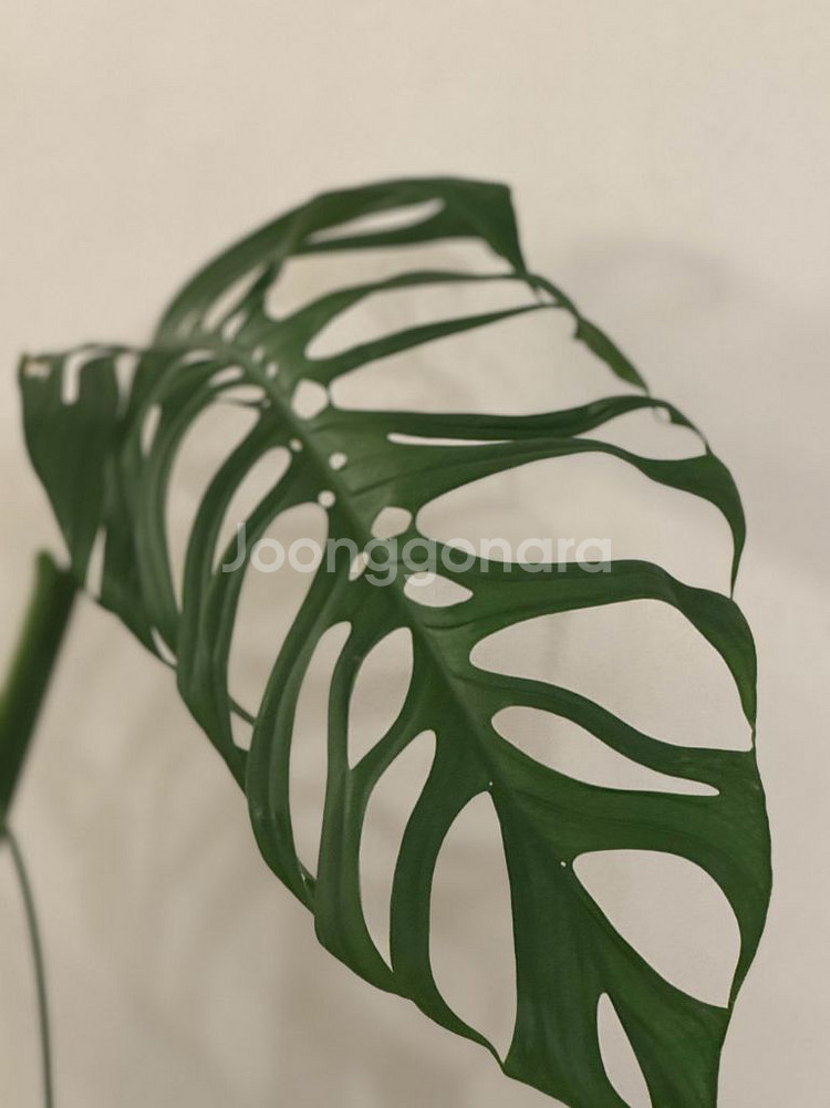 몬스테라 에스쿠엘레토 대품 탑--2