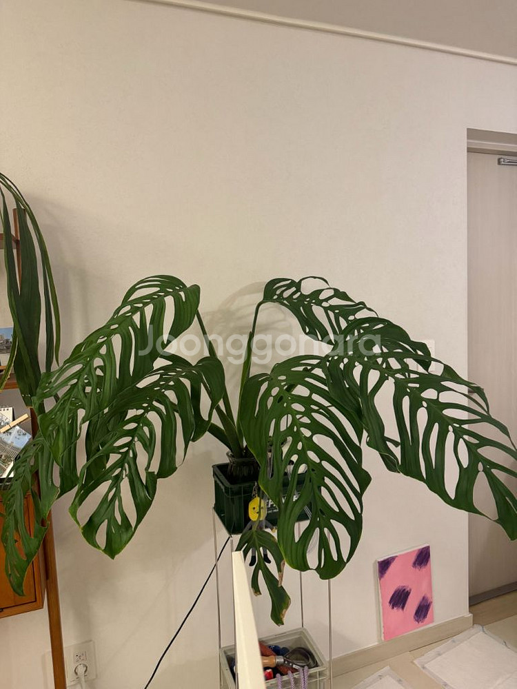 몬스테라 에스쿠엘레토 대품 탑--3