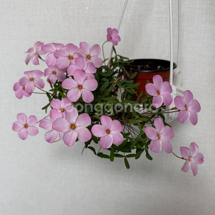 사랑초 샤이문 4구--0