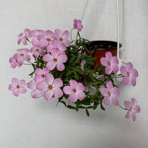 사랑초 샤이문 4구