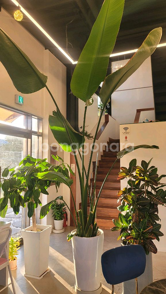 초대형 여인초 3M 대형카페 추천 대형식물 대형화분--0