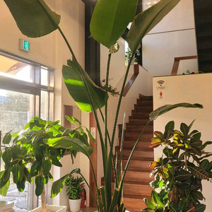 초대형 여인초 3M 대형카페 추천 대형식물 대형화분