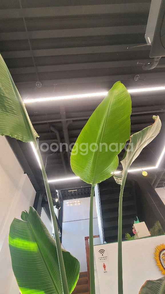 초대형 여인초 3M 대형카페 추천 대형식물 대형화분--1