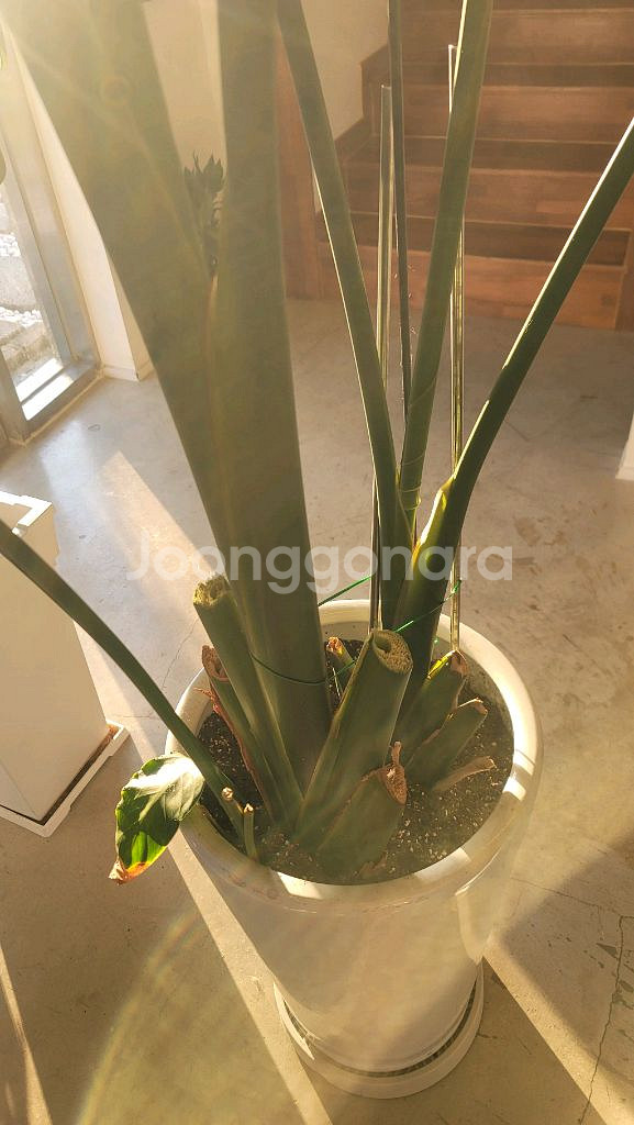 초대형 여인초 3M 대형카페 추천 대형식물 대형화분--2