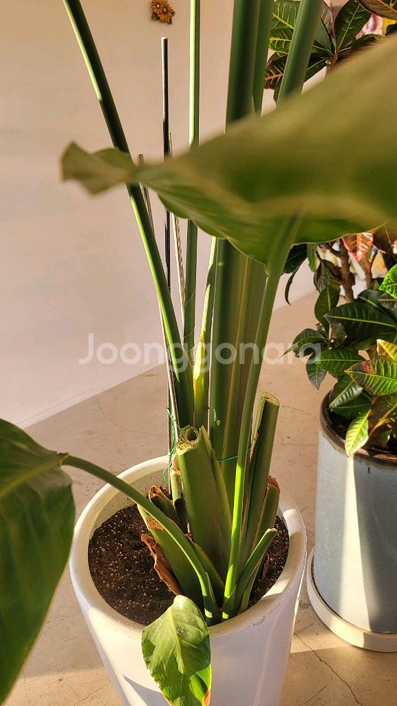 초대형 여인초 3M 대형카페 추천 대형식물 대형화분--3