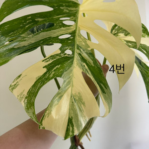 몬스테라 알보