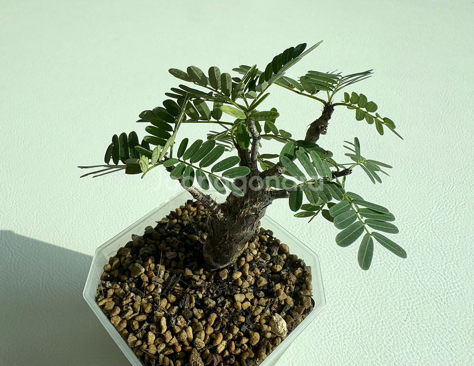 세나 메리디오날리스 아프리카식물--0