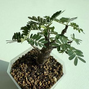 세나 메리디오날리스 아프리카식물