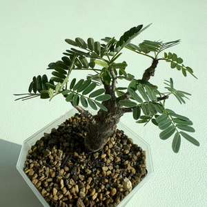 세나 메리디오날리스 아프리카식물