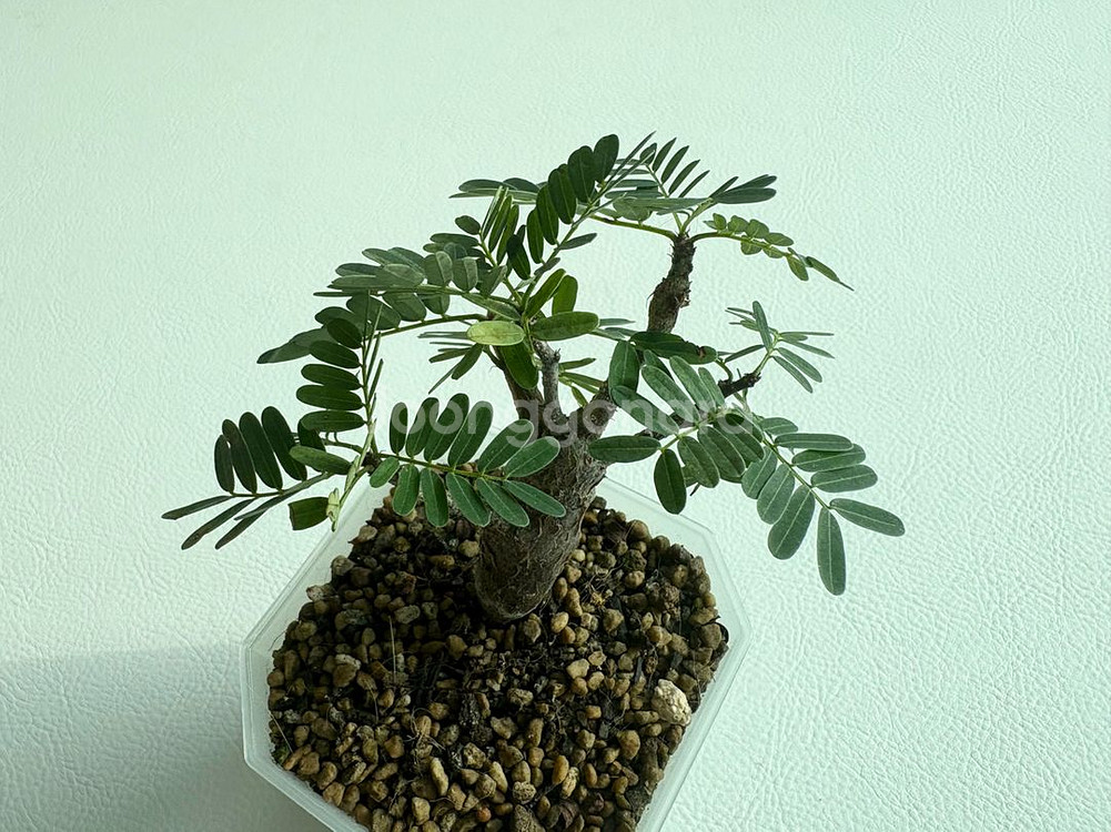 세나 메리디오날리스 아프리카식물--1