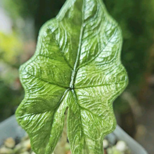 알로카시아 미스틱No 9~3자구묘(왕자구묘)