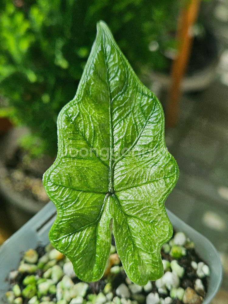 알로카시아 미스틱No 9~3자구묘(왕자구묘)--1