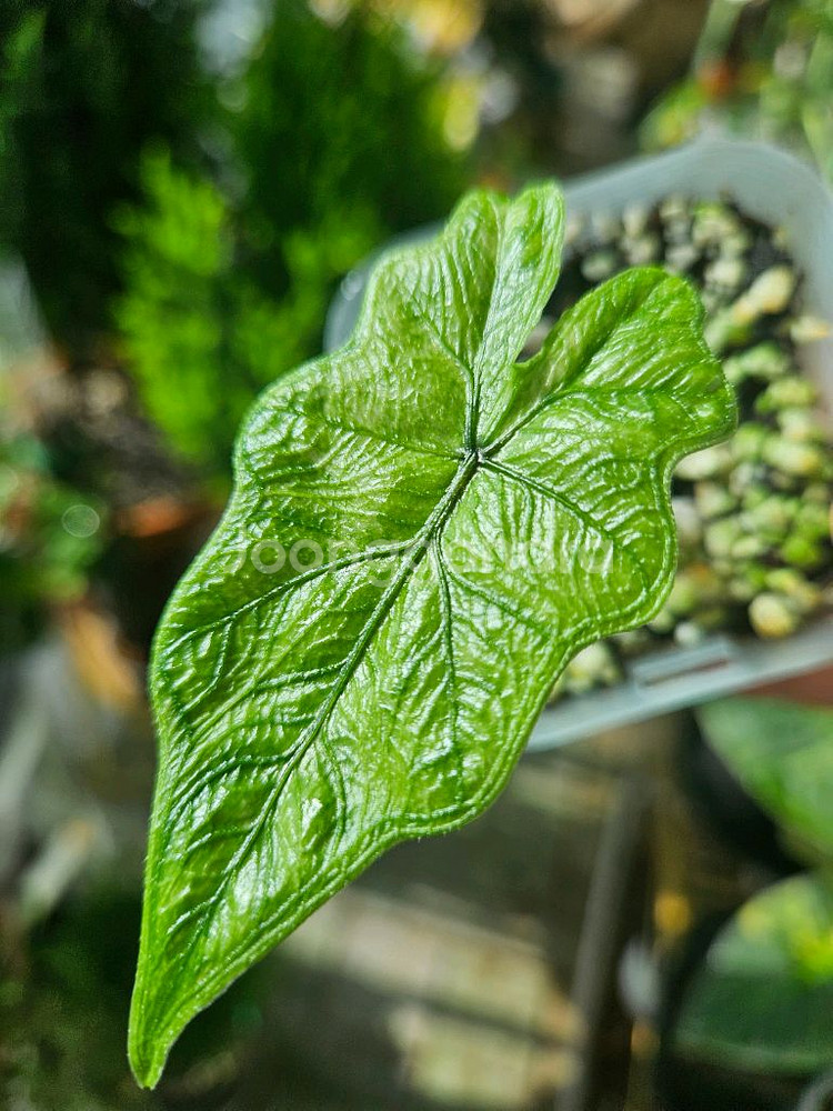 알로카시아 미스틱No 9~3자구묘(왕자구묘)--4