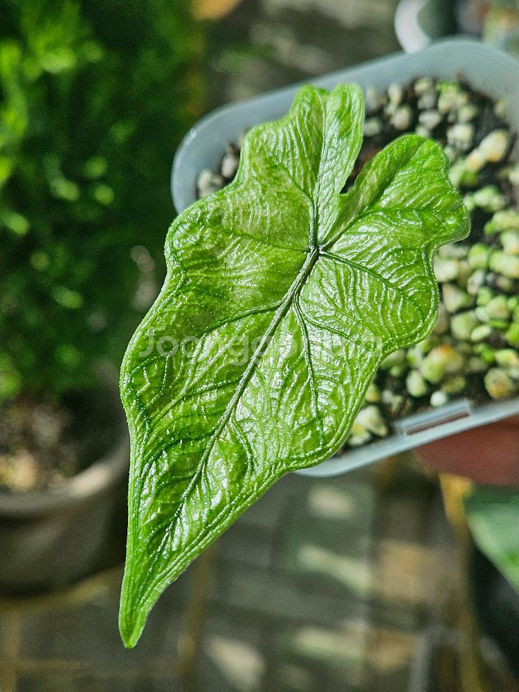 알로카시아 미스틱No 9~3자구묘(왕자구묘)--2