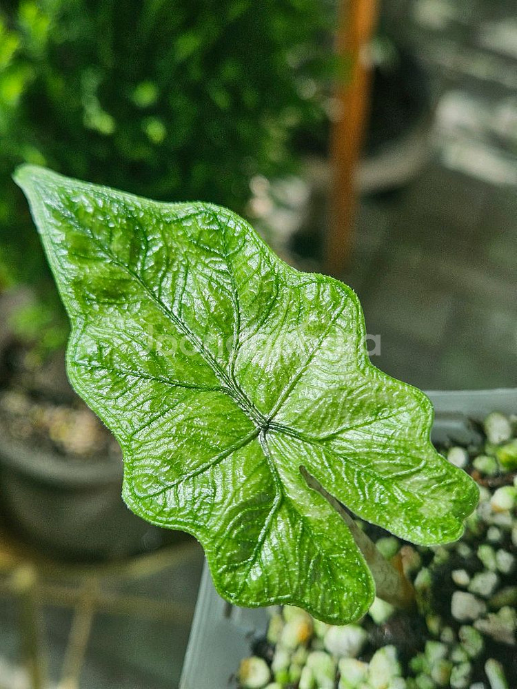 알로카시아 미스틱No 9~3자구묘(왕자구묘)--3