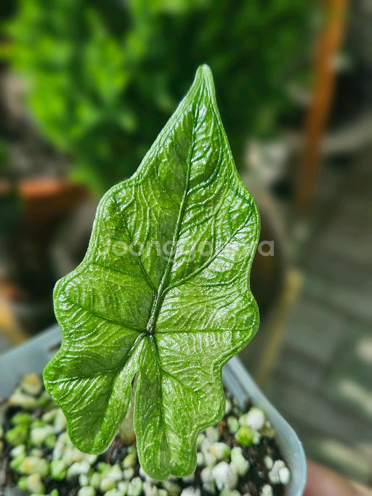 알로카시아 미스틱No 9~3자구묘(왕자구묘)--5